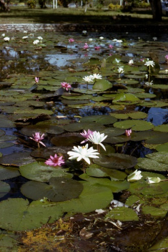 Beautiful-Lily-Pond-Lae-l974_Bev-Melrose.jpg