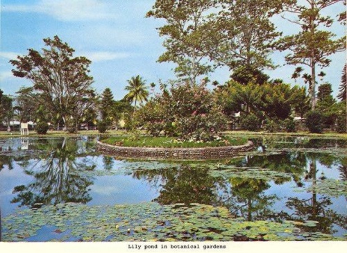 Botanical Gardens Lae as it was_Bev Melrose.jpg