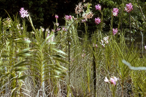 Gardens-Lae-early-70's_Bev-Melrose.jpg