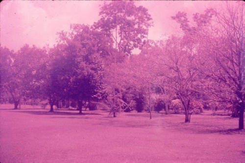 Lae Botanic Gardens_Sept1967_2_from Jon and Jan Hamilton.jpg