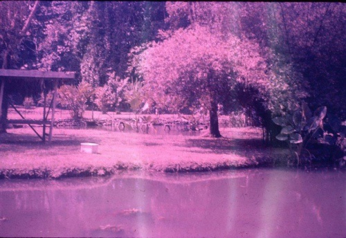 Lae Botanic Gardens_Sept1967_from Jon and Jan Hamilton.jpg